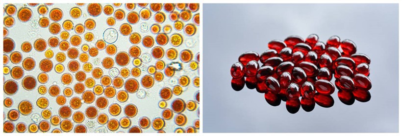 Astaxanthin under the microscope Astaxanthin under the microscope